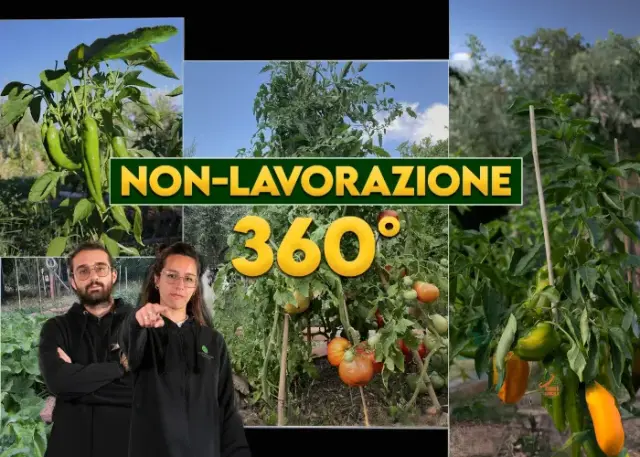 Orto Eterno - Non Lavorazione 360° - Rendita Agricola Orto Eterno: Non Lavorazione 360° - Rendita Agricola
