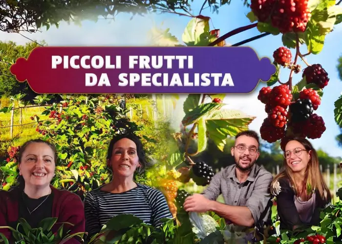 Piccoli Frutti da Specialista - Rendita Agricola Piccoli Frutti da Specialista - Rendita Agricola